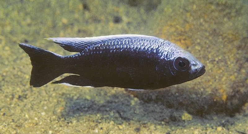 Copadichromis trewavasae 'Msisi'